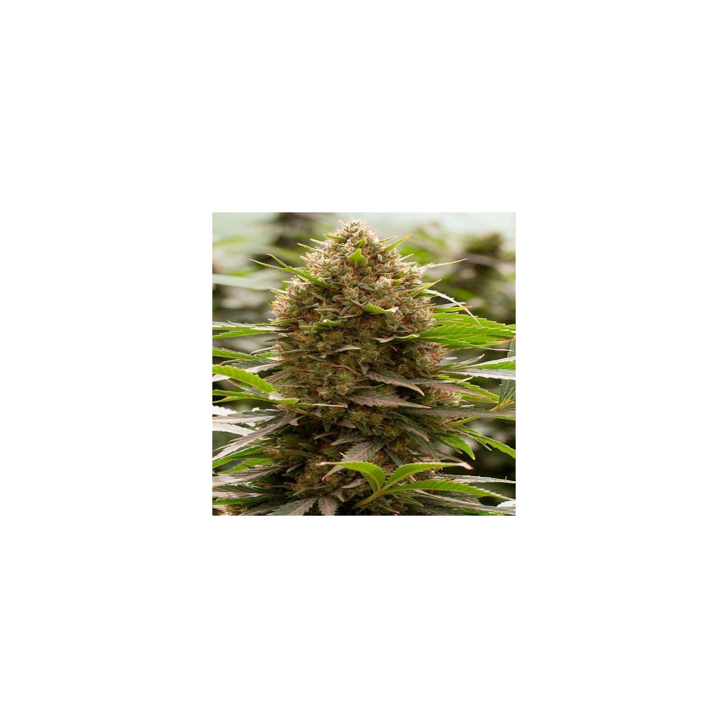 Amnesia Kush Feminizada de Dinafem