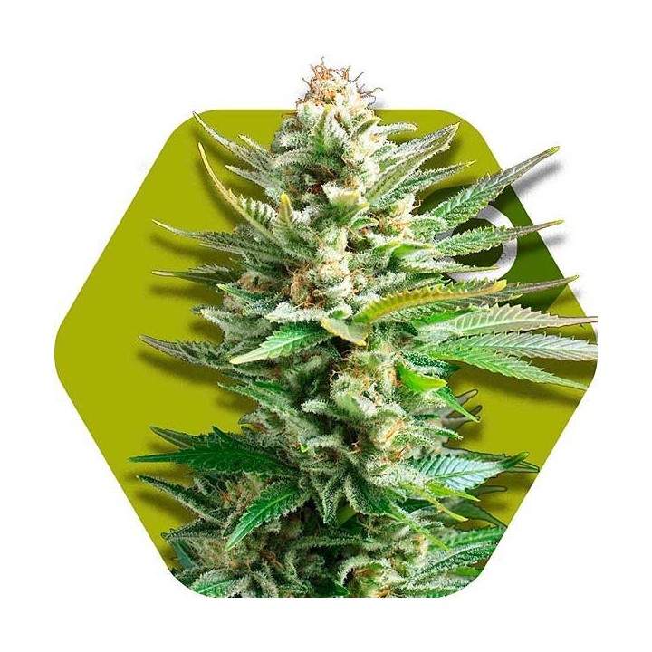 Amnesia Haze XL Feminizada de Zambeza Seeds