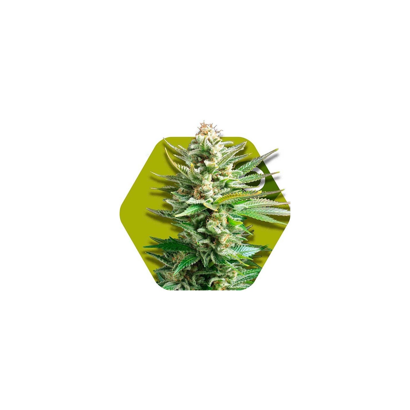 Amnesia Haze XL Feminizada de Zambeza Seeds