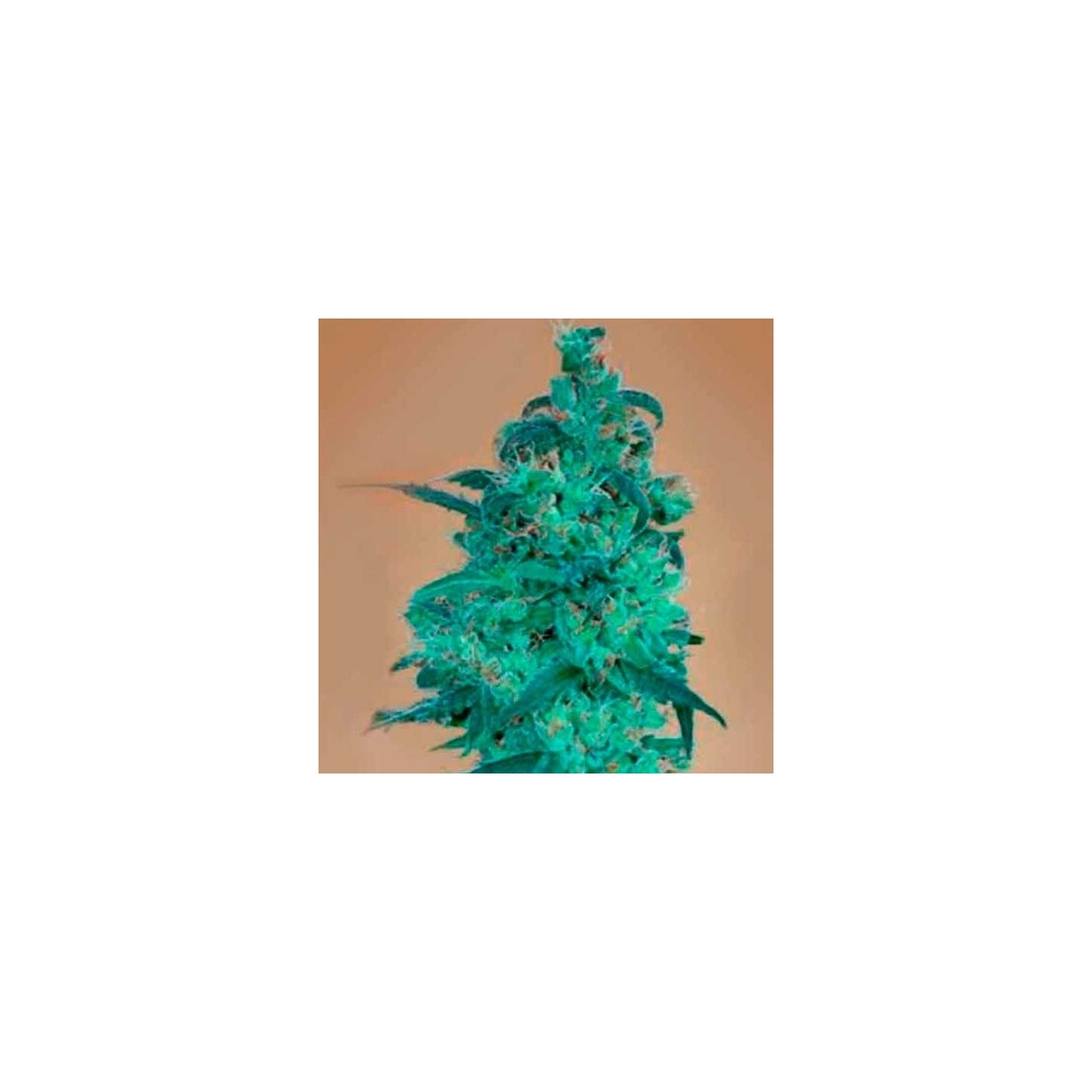 Amnesia Haze Ultra CBD Feminizada de Elite Seeds