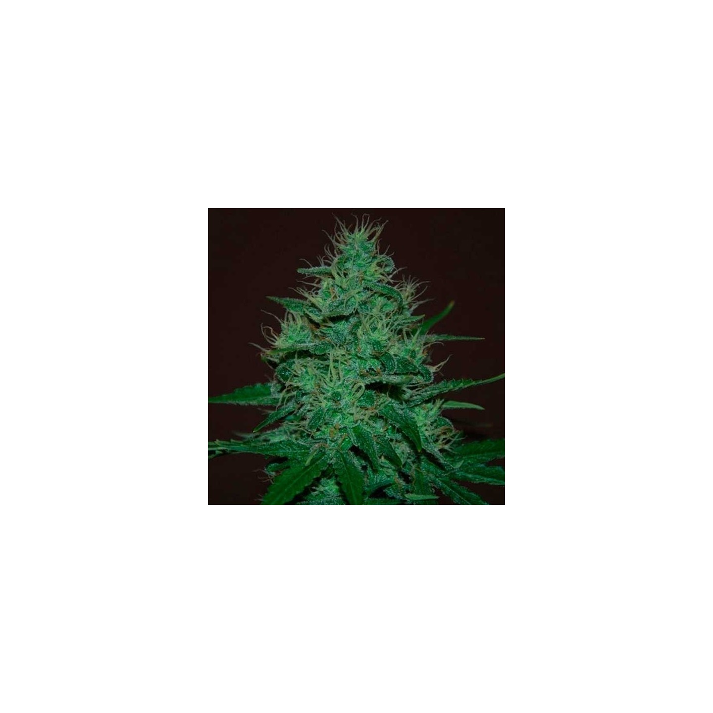 Amnesia Haze Autofloreciente Feminizada de Expert Seeds