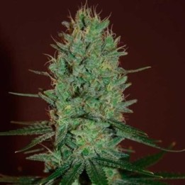 Amnesia Haze Feminizada de Expert Seeds