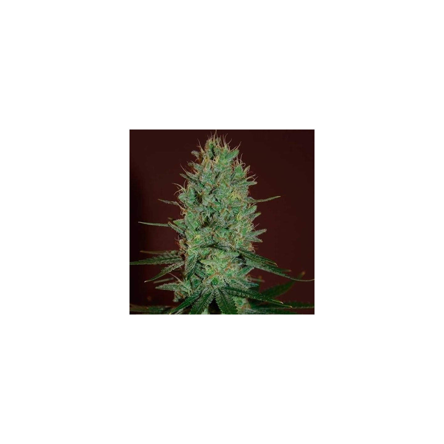 Amnesia Haze Feminizada de Expert Seeds