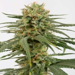 Amnesia CBD Feminizada de Dinafem