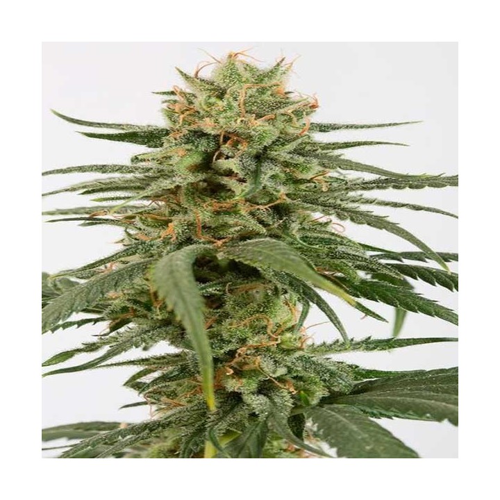 Amnesia CBD Feminizada de Dinafem