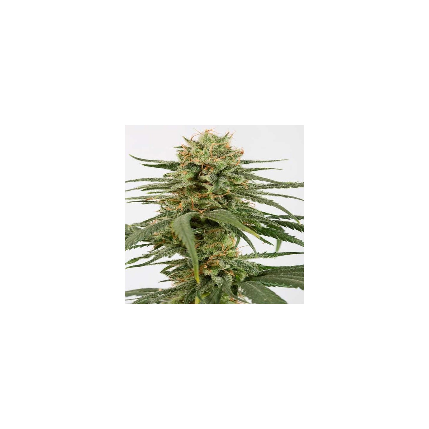 Amnesia CBD Feminizada de Dinafem