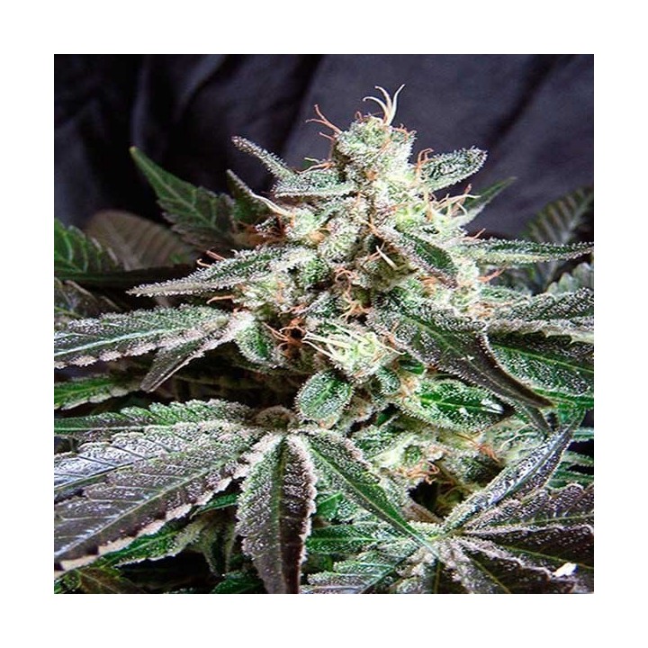 Black Jack F1 Fast Version Feminizada de Sweet Seeds