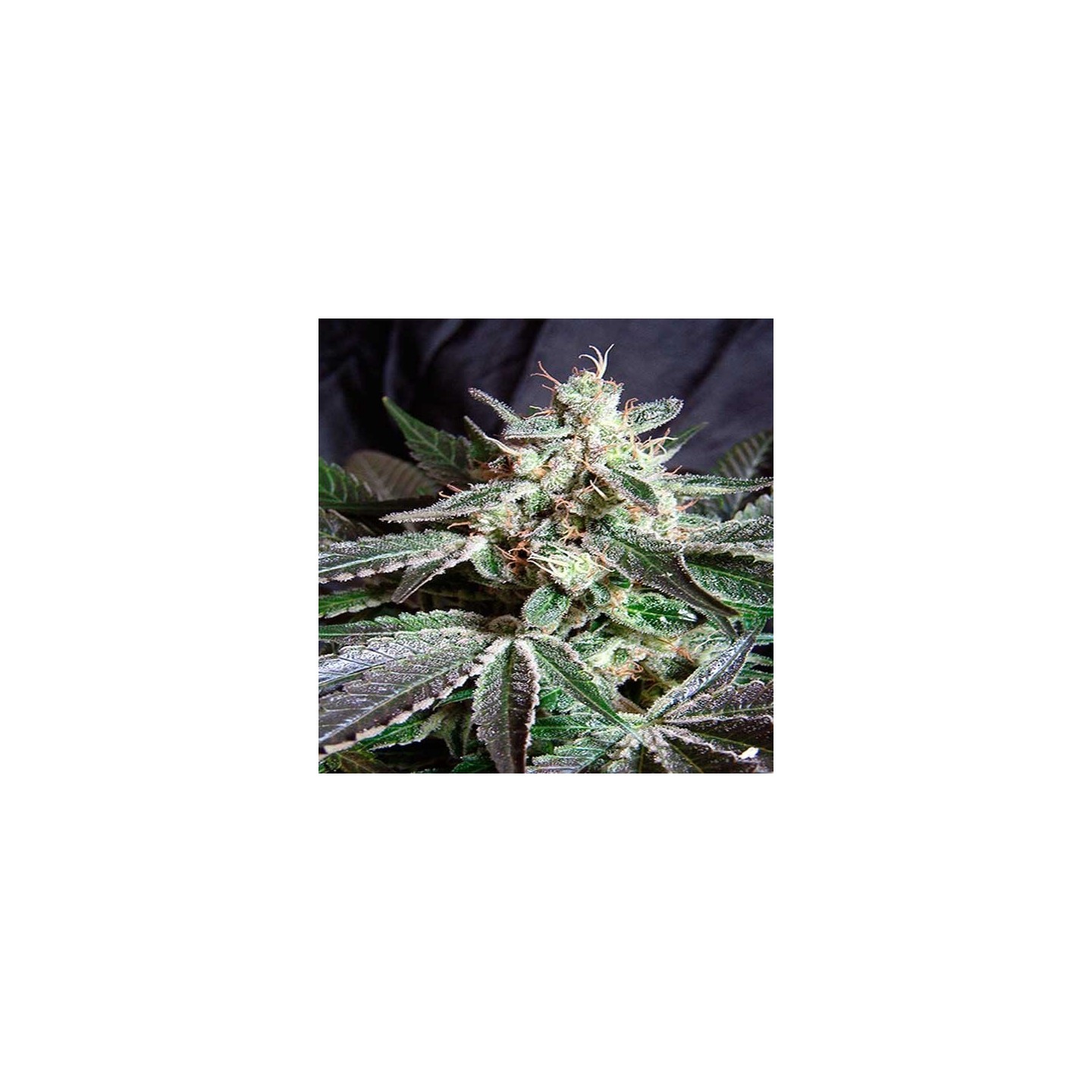 Black Jack F1 Fast Version Feminizada de Sweet Seeds