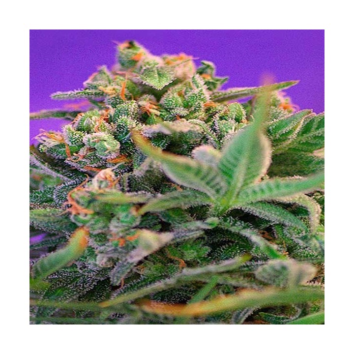 Sweet Cheese Fast Version F1 Feminizada de Sweet Seeds