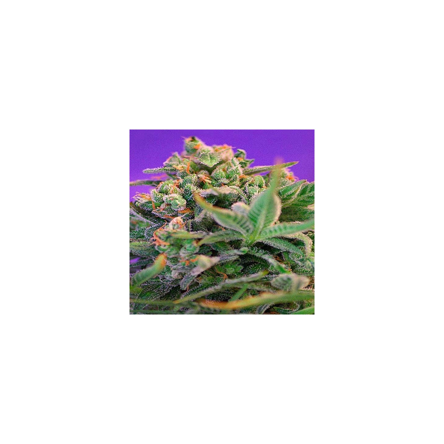 Sweet Cheese Fast Version F1 Feminizada de Sweet Seeds