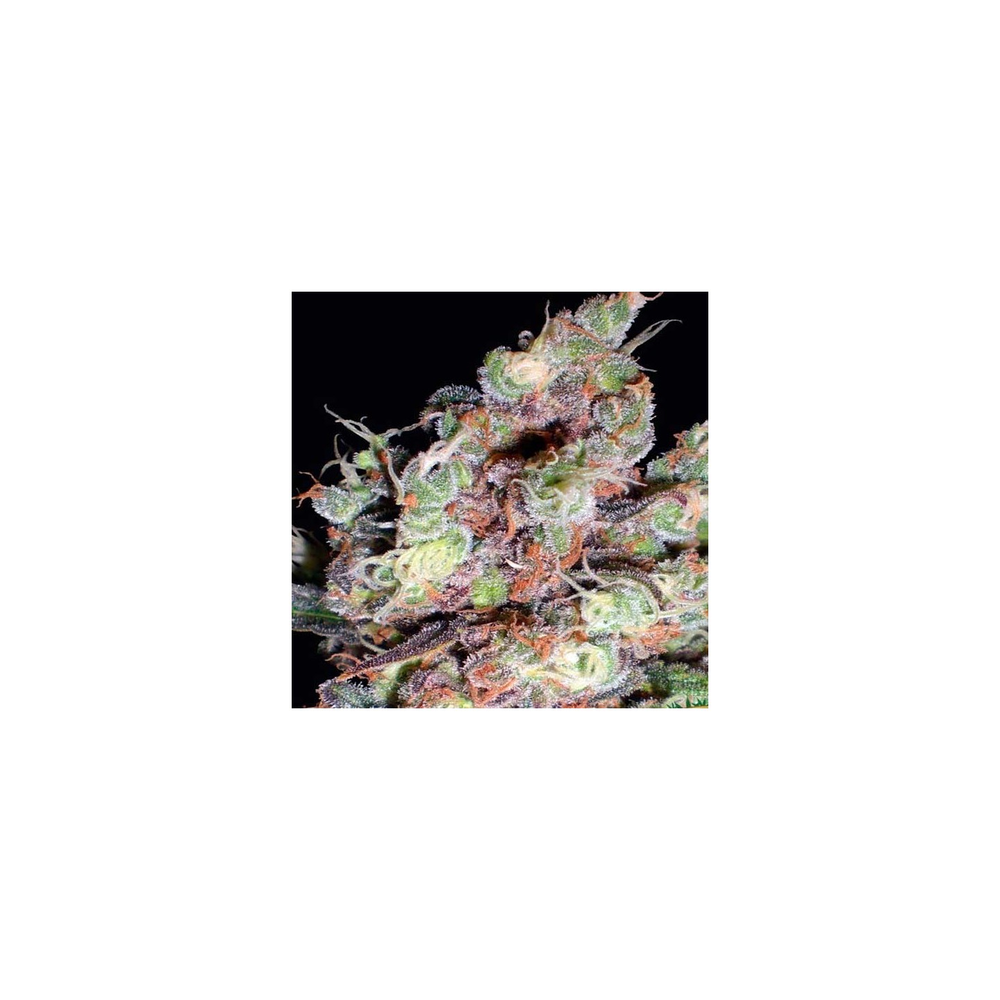 Berry Ryder Autofloreciente Feminizada de Auto Seeds