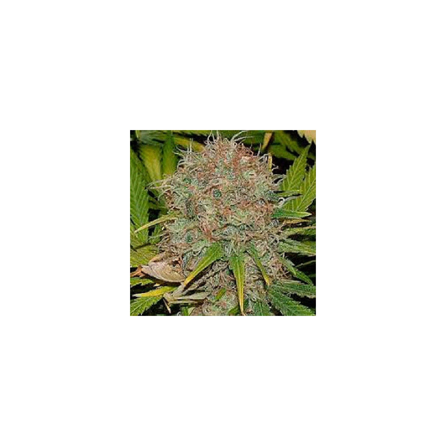 AK-48 Feminizada de Sagarmatha