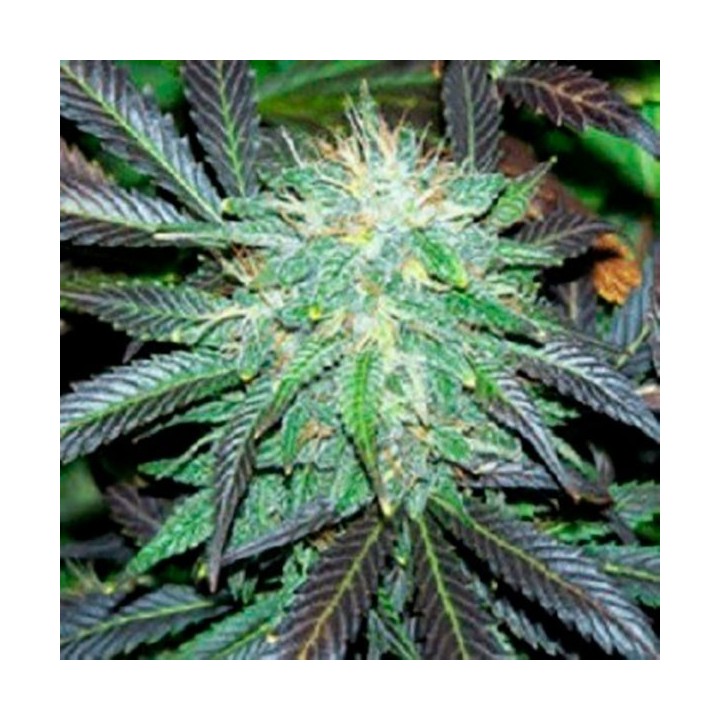 Black Domina Autofloreciente Feminizada de Sagarmatha