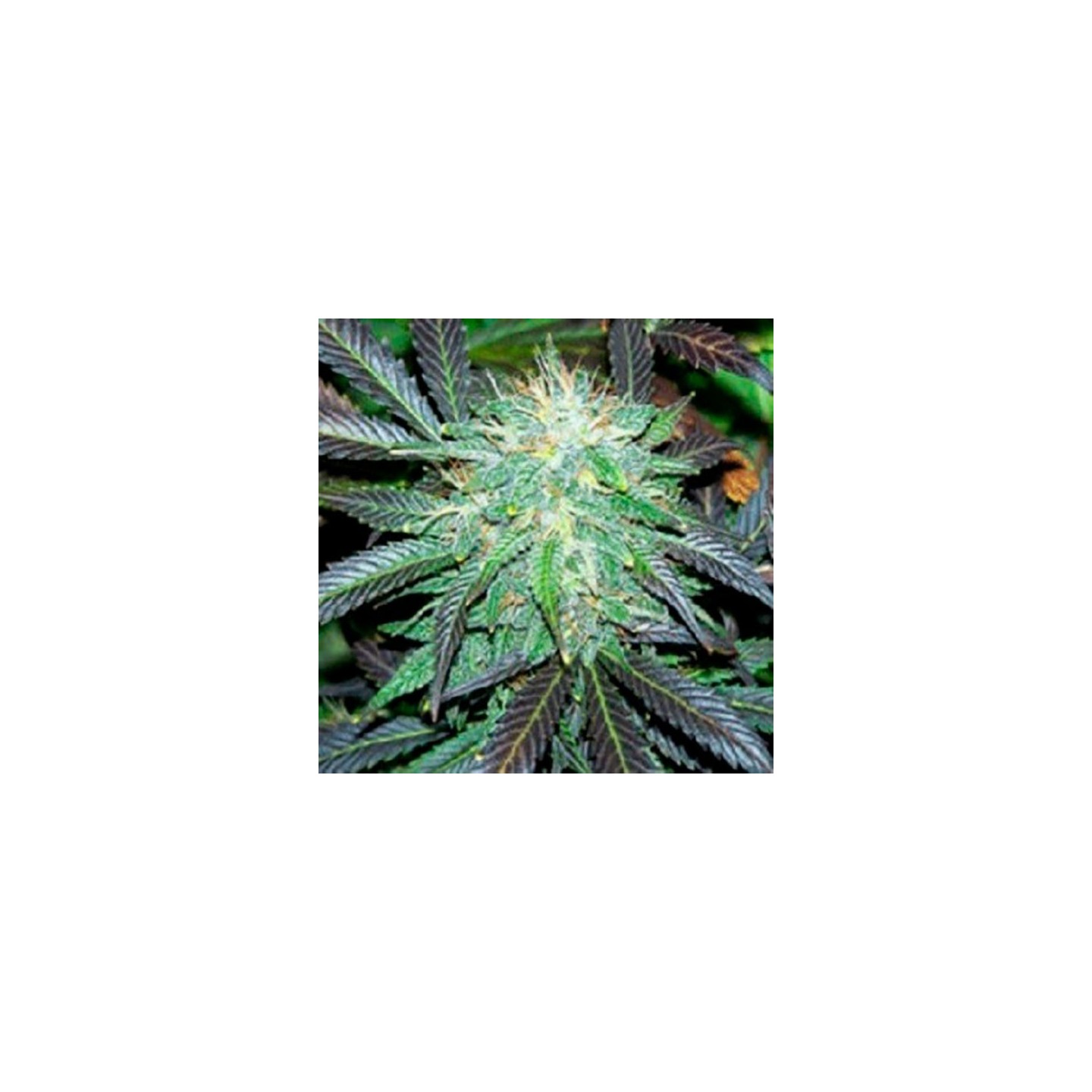 Black Domina Autofloreciente Feminizada de Sagarmatha