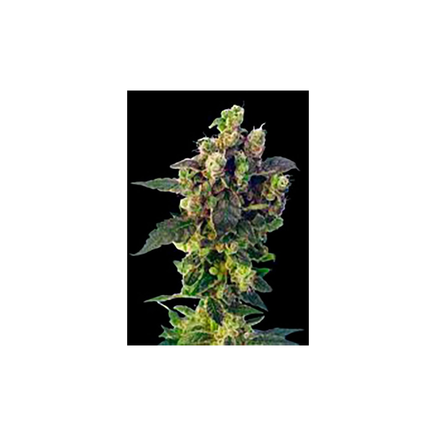Blue Thunder Regular de Sagarmatha