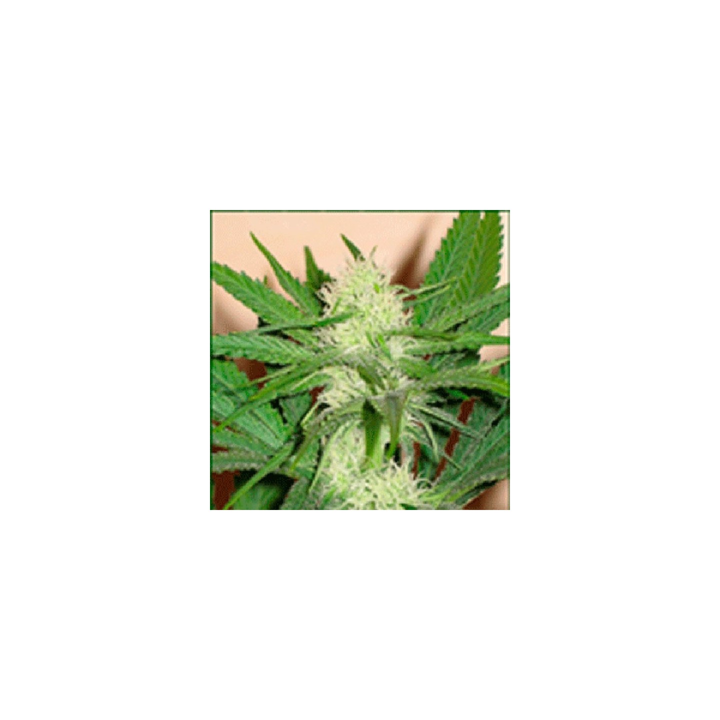 Cheeze Wreck Feminizada de Sagarmatha