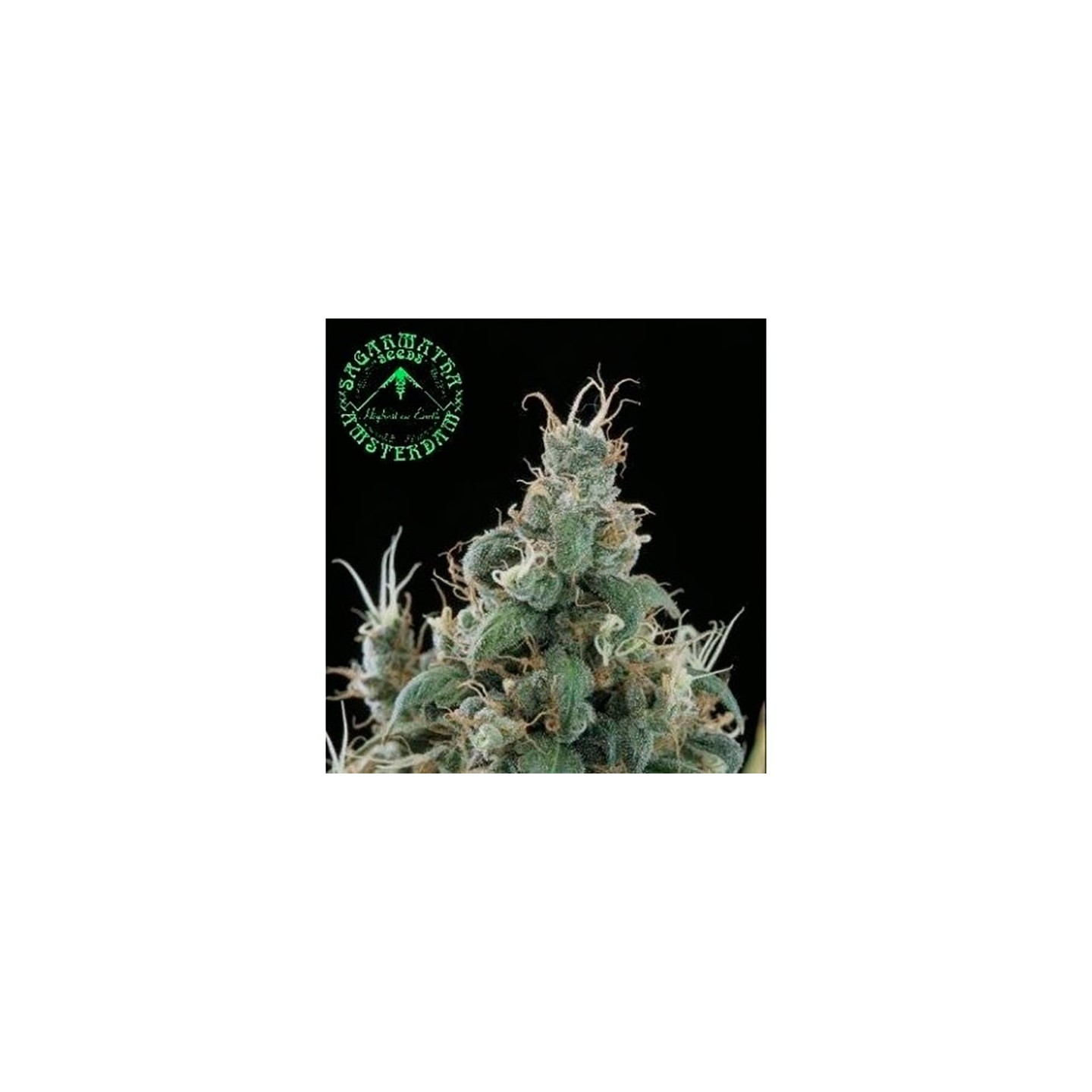 Diamond Head Regular de Sagarmatha