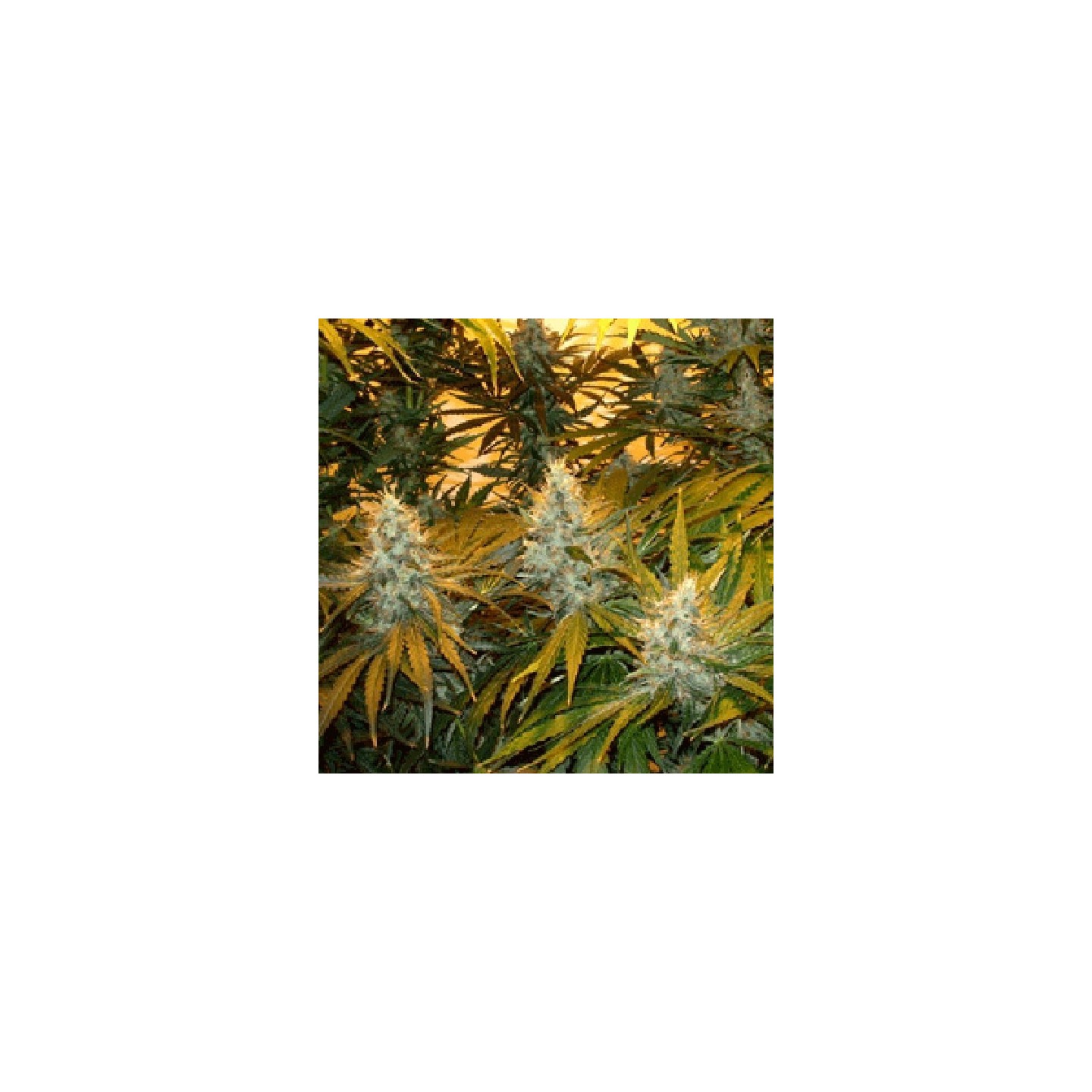 Chunky Cheeze Feminizada de Sagarmatha