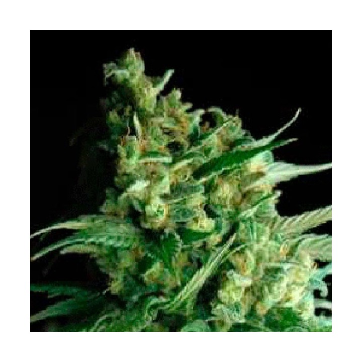 Double Bubbleberry Feminizada de Sagarmatha