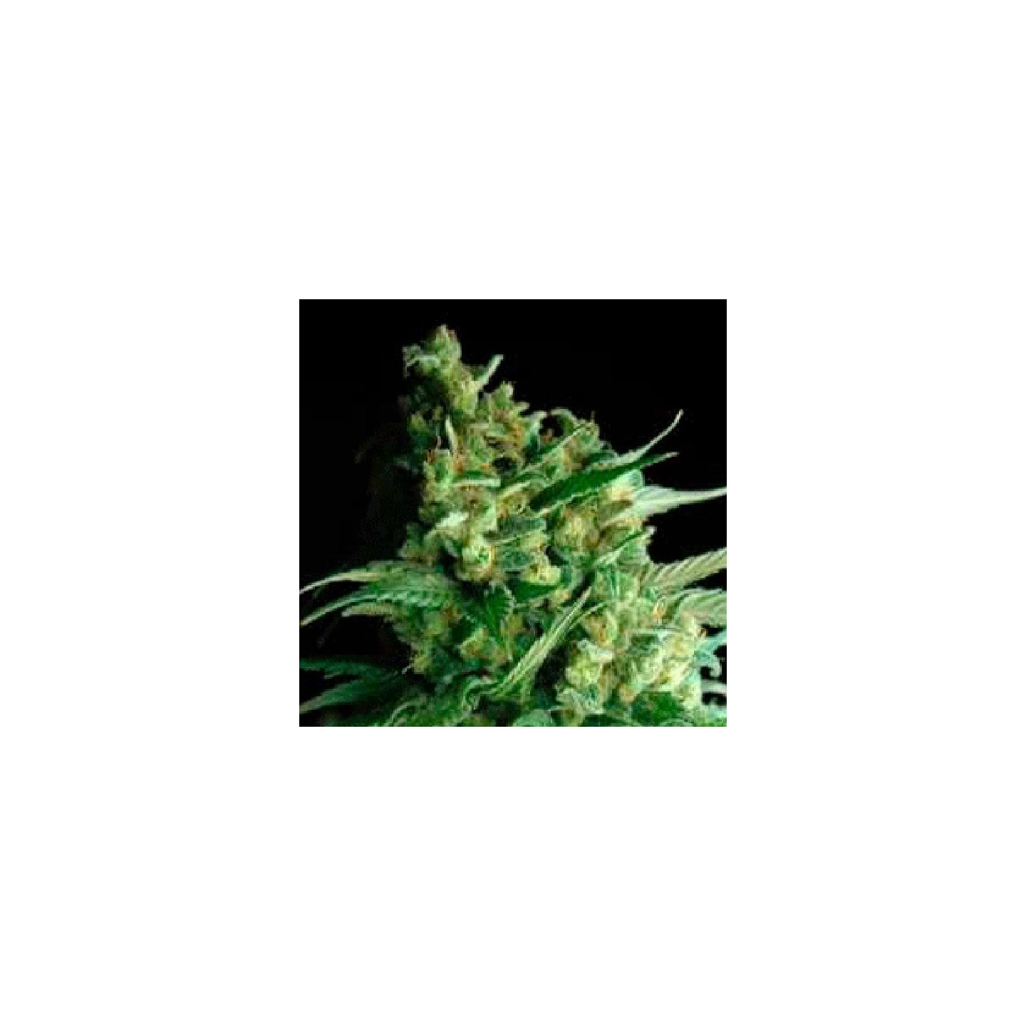 Double Bubbleberry Feminizada de Sagarmatha