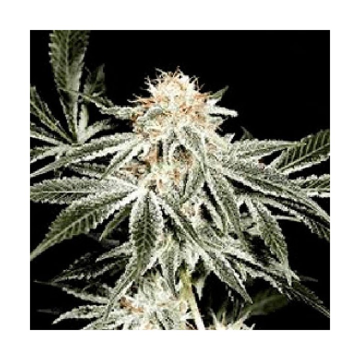 Gardener's Choice Regular de Sagarmatha