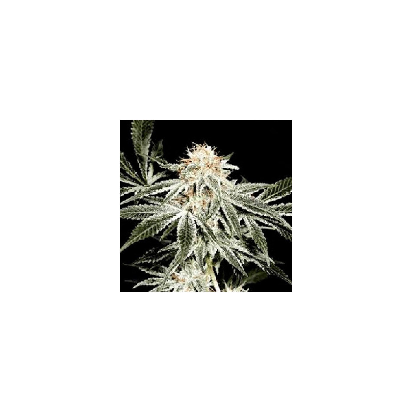 Gardener's Choice Regular de Sagarmatha