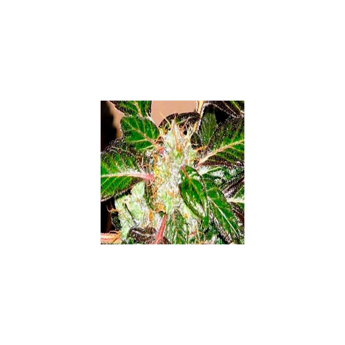 Indica XXL Feminizada de Sagarmatha