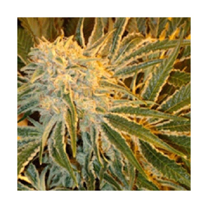 Northern Lights N9 Feminizada de Sagarmatha