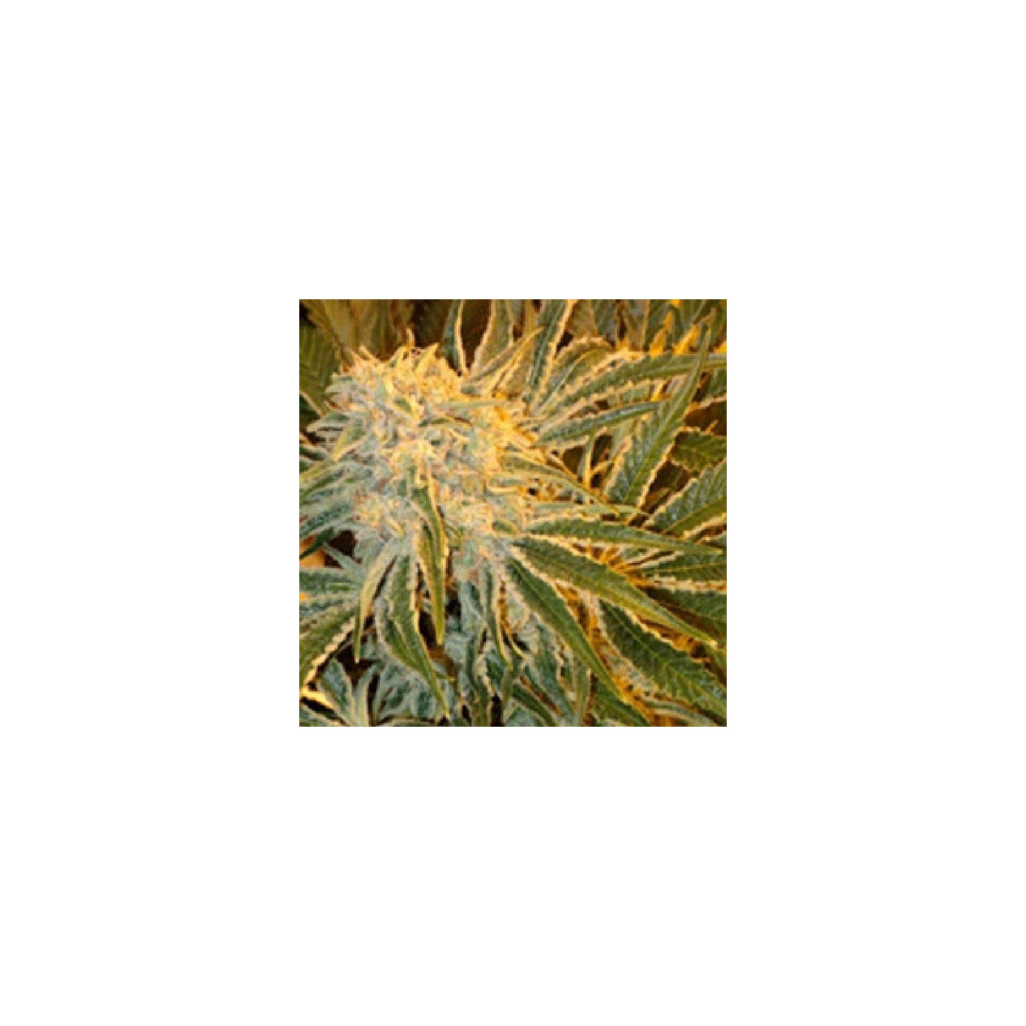 Northern Lights N9 Feminizada de Sagarmatha