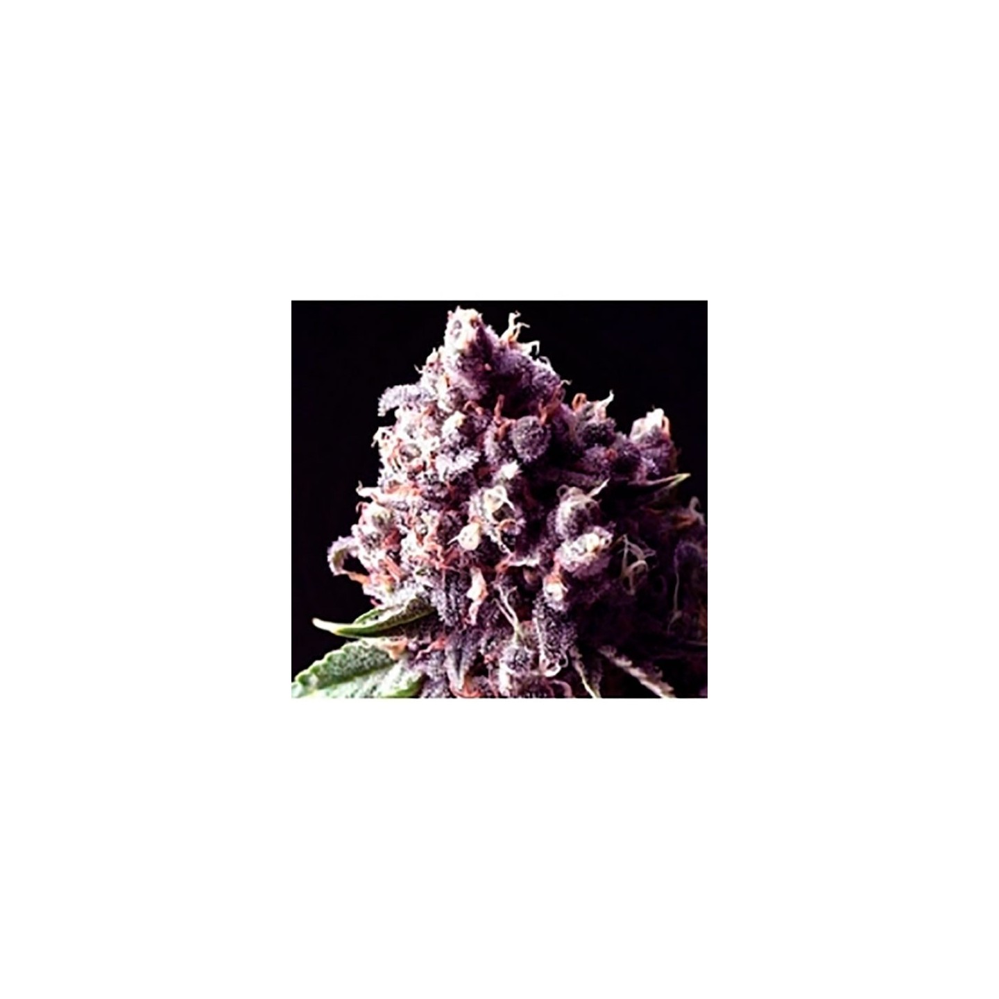 Purple Pinecone Feminizada de Sagarmatha