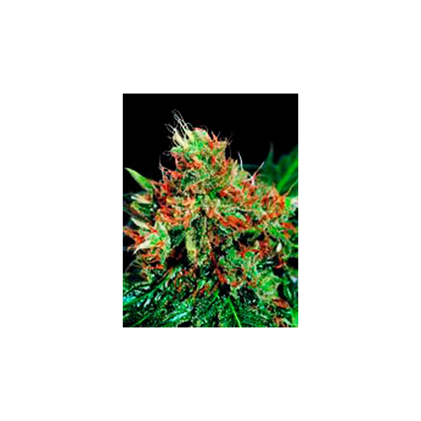 Slyder Regular de Sagarmatha