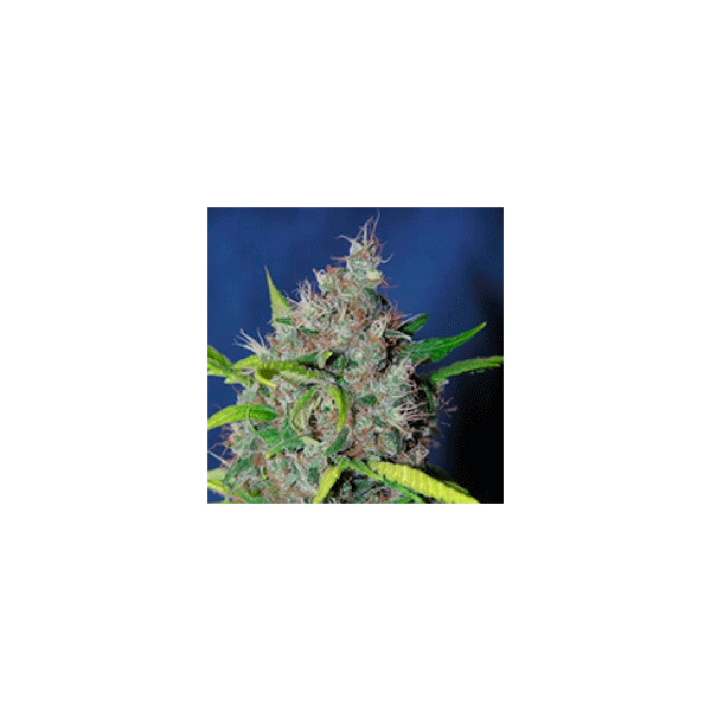 Smurfberry Autofloreciente Feminizada de Sagarmatha