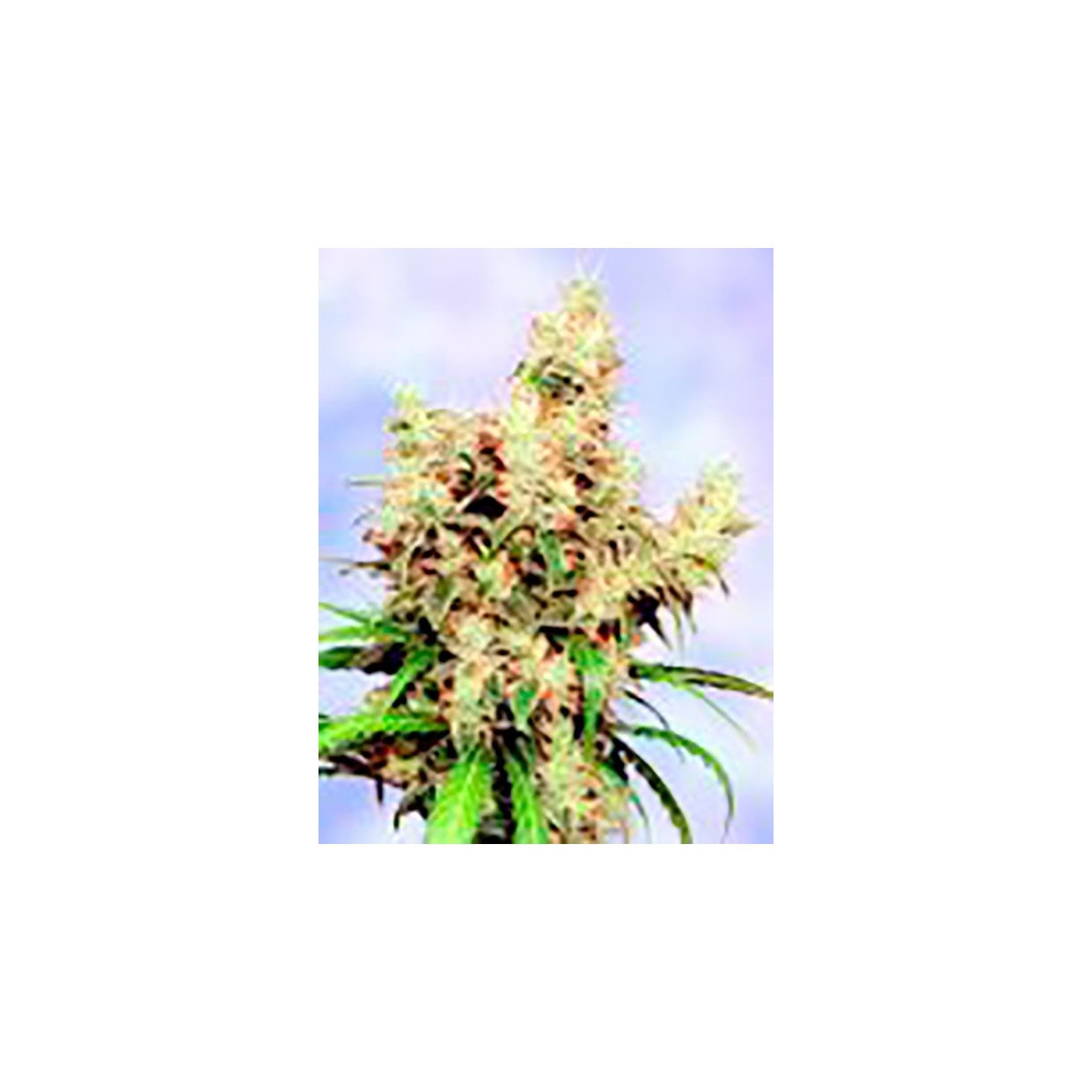 Stoned Hedge Regular de Sagarmatha