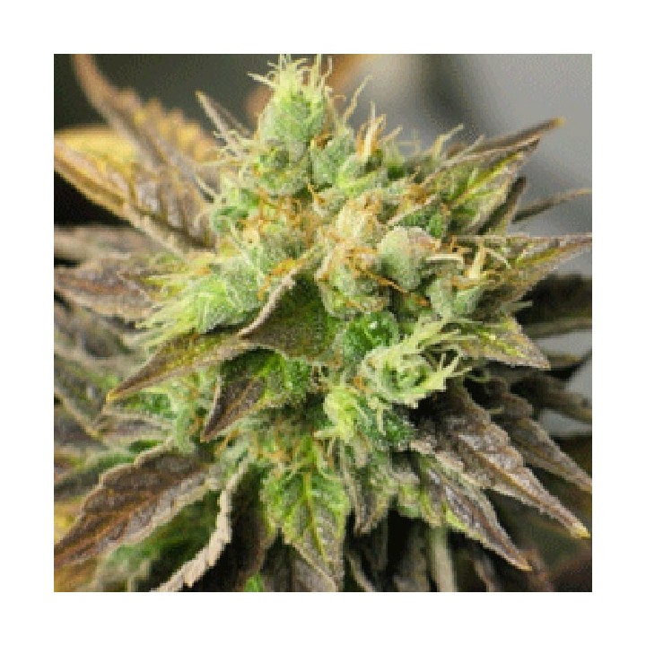 Strawberry D-lite Feminizada de Sagarmatha