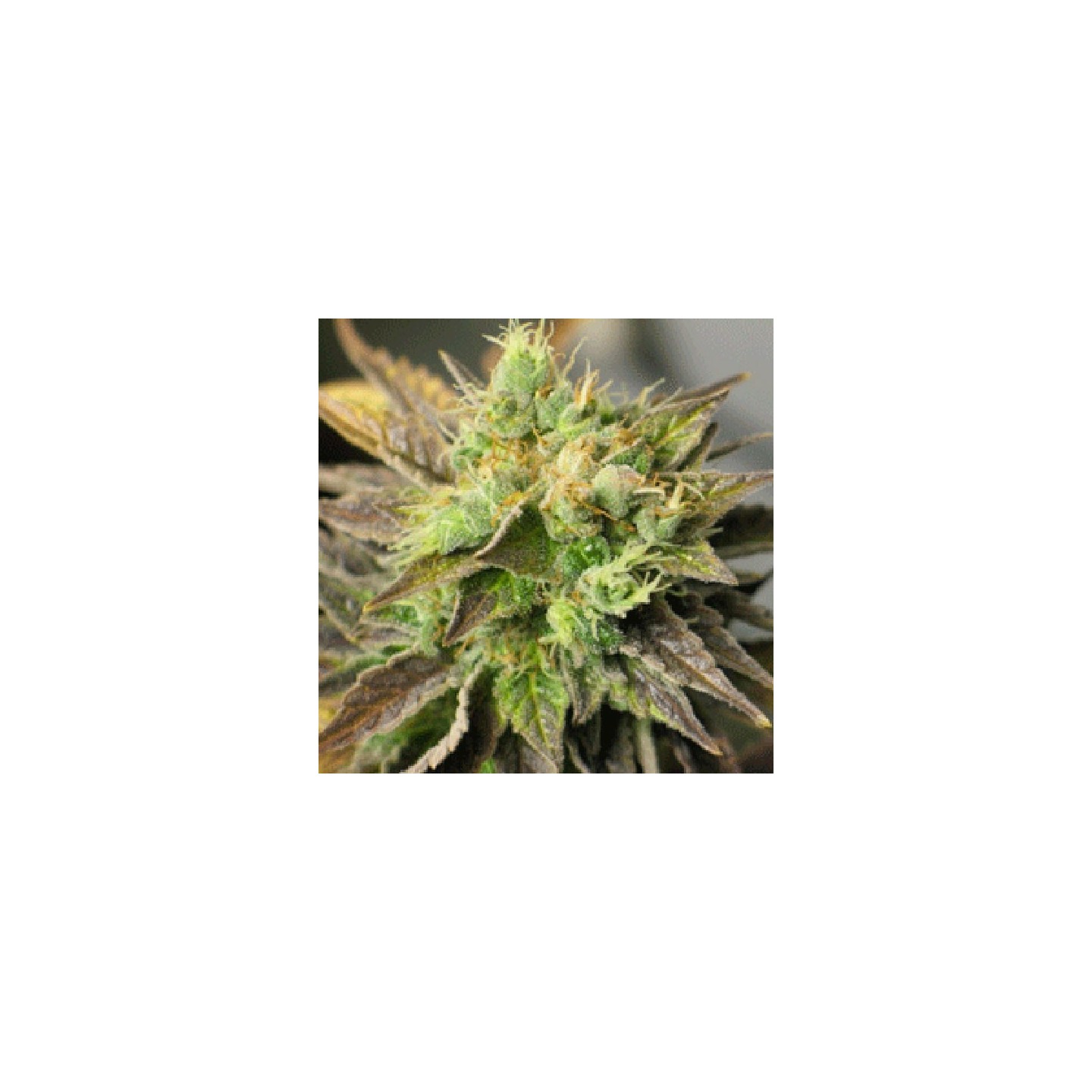 Strawberry D-lite Feminizada de Sagarmatha