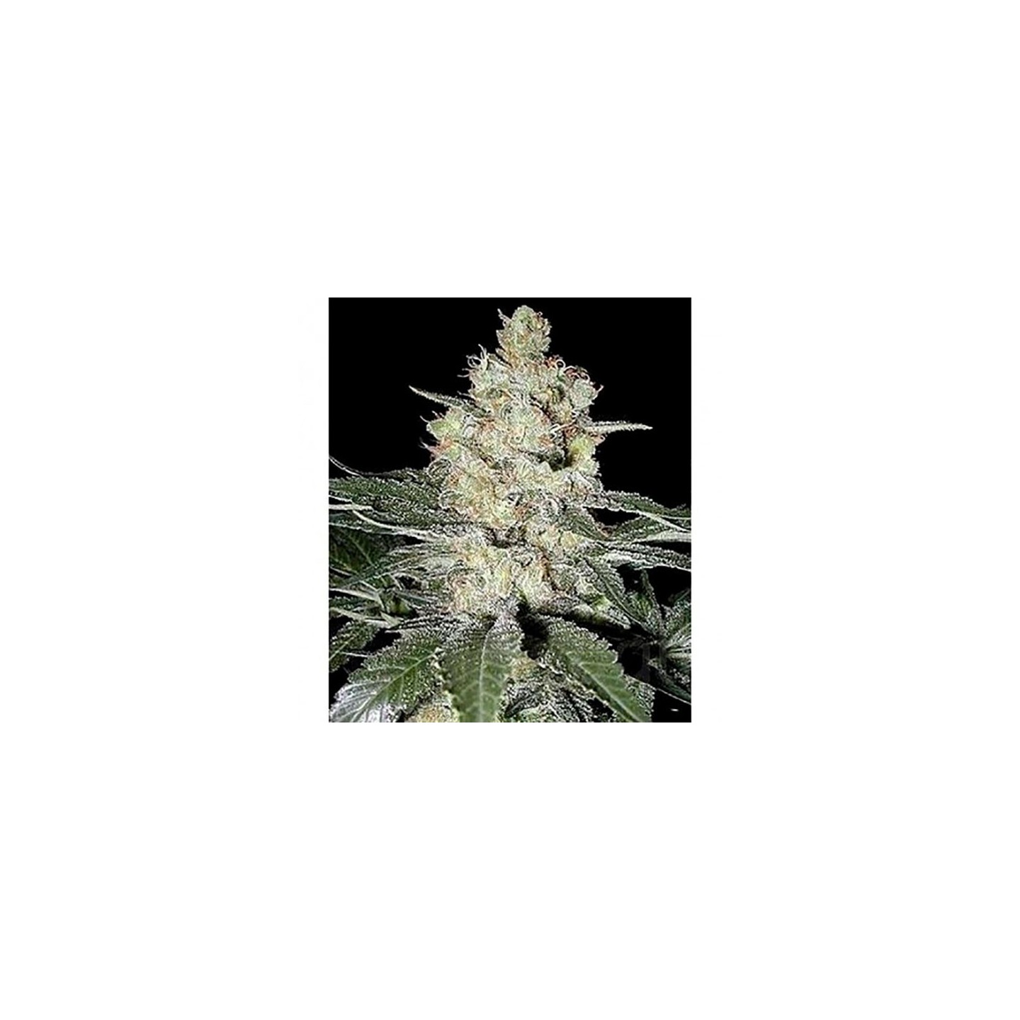 Western Winds Regular de Sagarmatha
