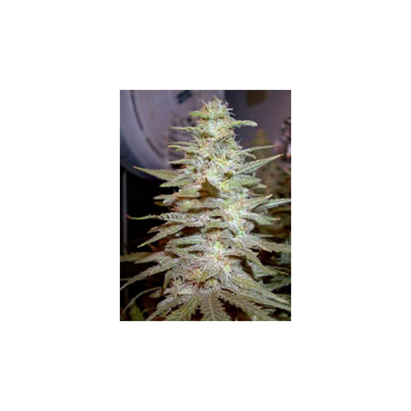 Wonderberry Regular de Sagarmatha