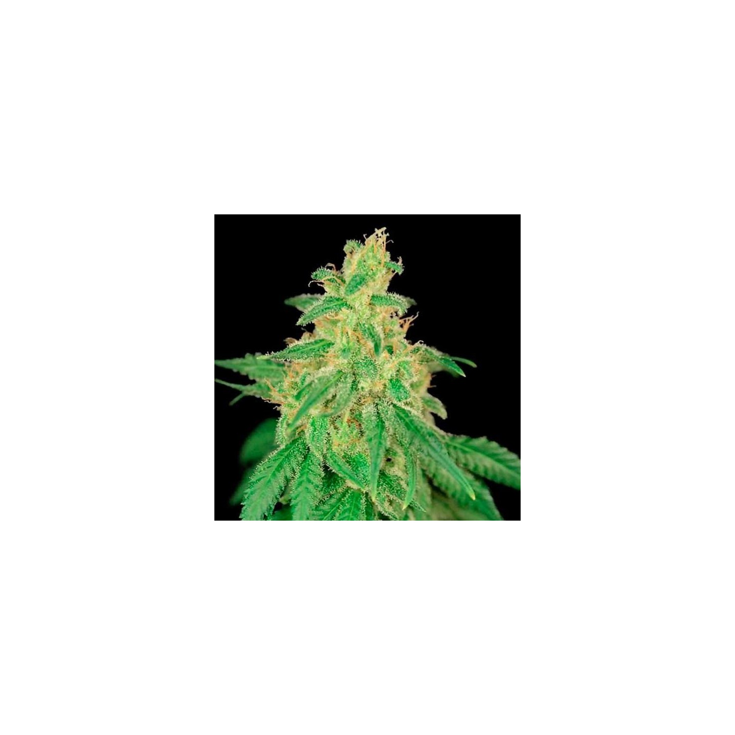 Rene CBD Feminizada de House of the Great Gardener
