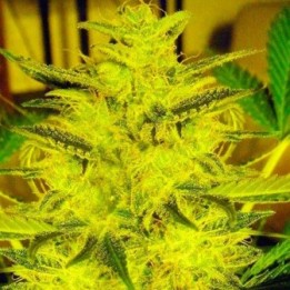 Caramella Autofloreciente Feminizada de Expert Seeds