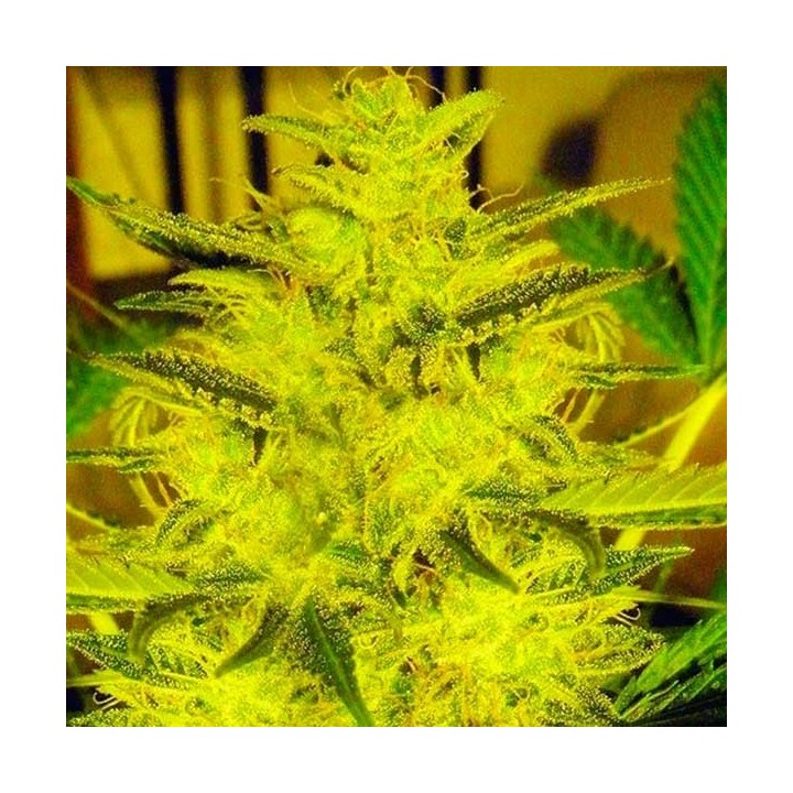 Caramella Autofloreciente Feminizada de Expert Seeds