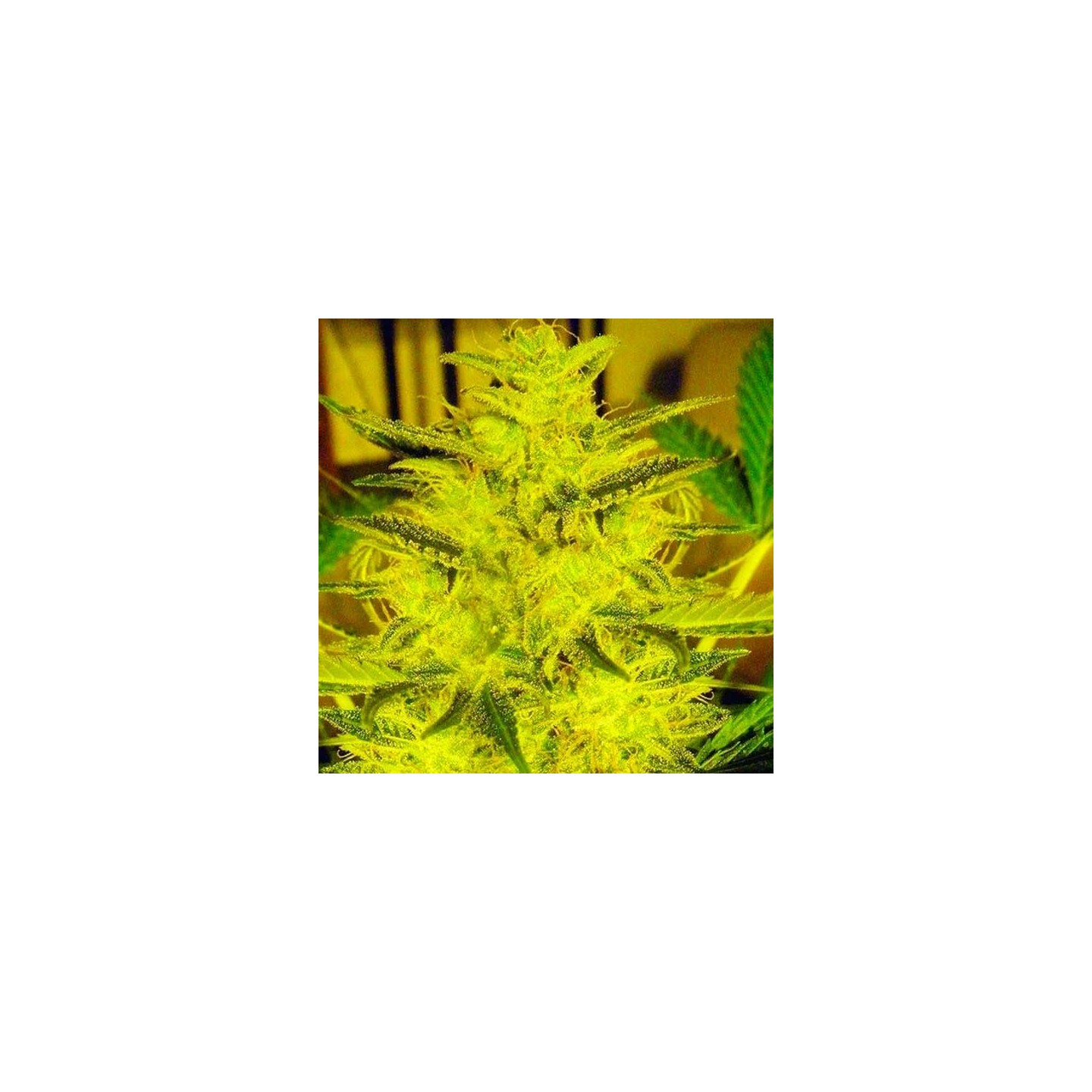 Caramella Autofloreciente Feminizada de Expert Seeds