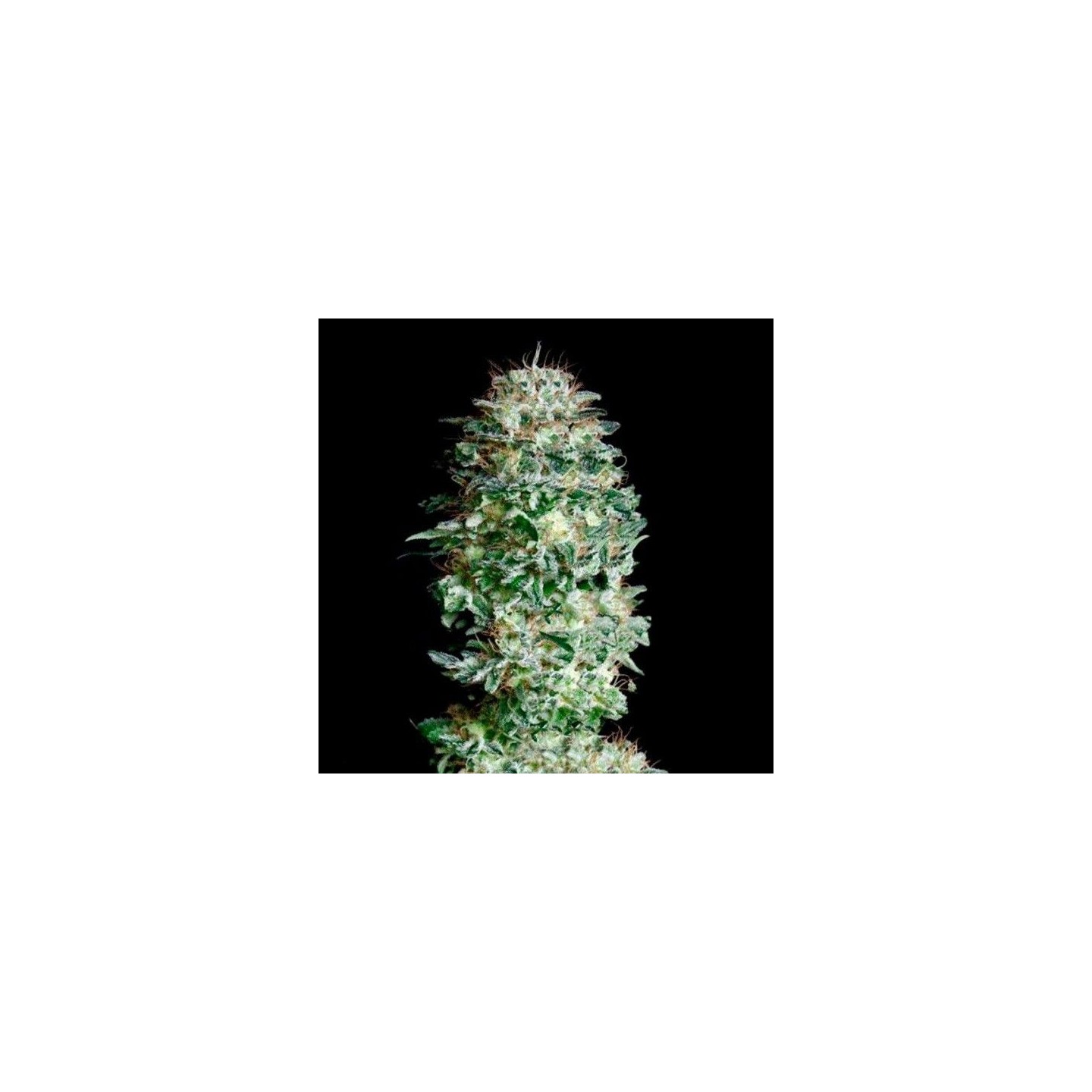 Absolute Herer Feminizada de Absolute Seeds