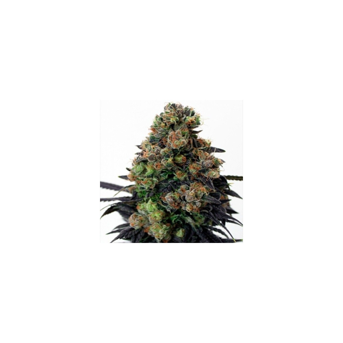Acid Dough Feminizada de Ripper Seeds