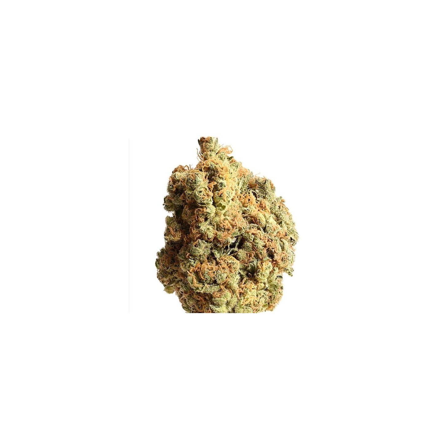 AK-020 Feminizada de Amsterdam Genetics