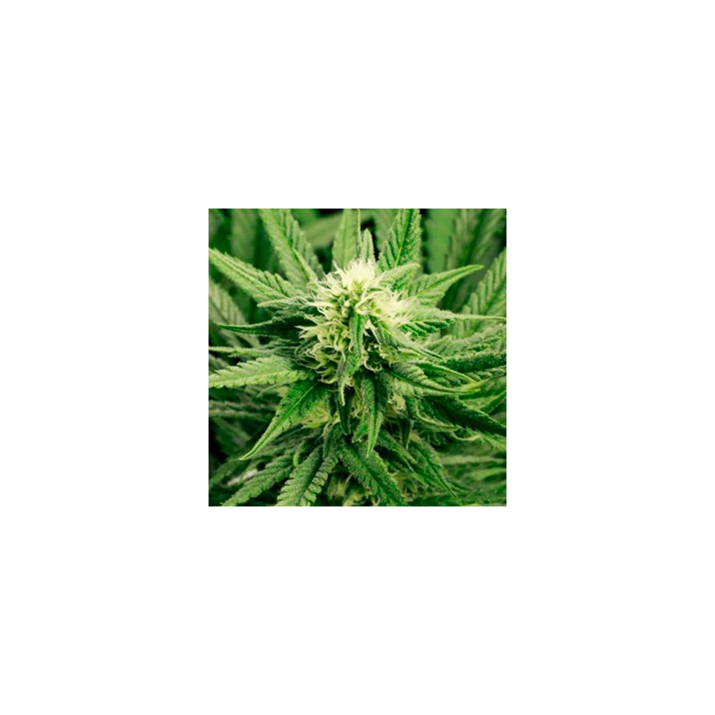 AK Choco Kush Feminizada de Amsterdam Genetics