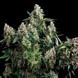 AK Bio Feminizada de Biological Seeds