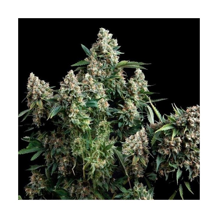 AK Bio Feminizada de Biological Seeds