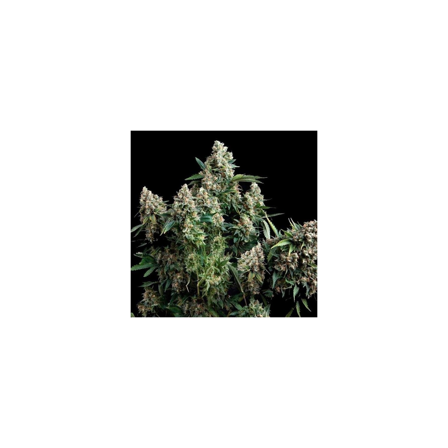 AK Bio Feminizada de Biological Seeds