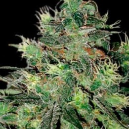 AK Autofloreciente Feminizada de Blimburn Seeds