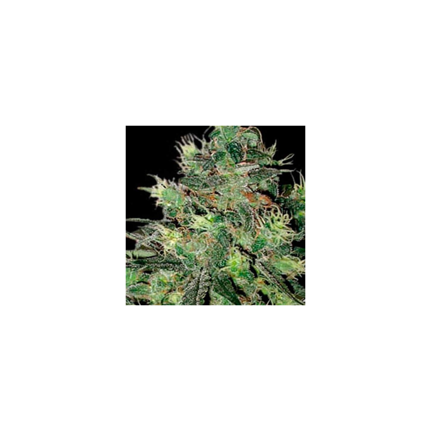 AK Autofloreciente Feminizada de Blimburn Seeds